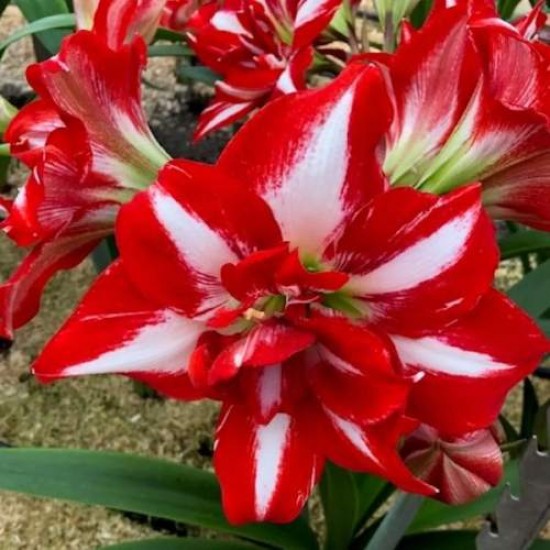 Bulbi hippeastrum (amaryllis) Party Nymph - 1 bucată Bulbi hippeastrum (amaryllis) Party Nymph - 1 bucată