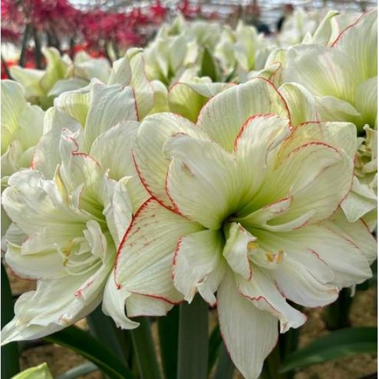 Bulbi hippeastrum (amaryllis) Picobello Majesty - 1 bucată Bulbi hippeastrum (amaryllis) Picobello Majesty - 1 bucată