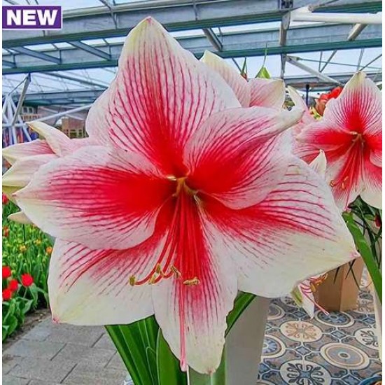 Bulbi hippeastrum (amaryllis) Pink Beauty - 1 bucată Bulbi hippeastrum (amaryllis) Pink Beauty - 1 bucată