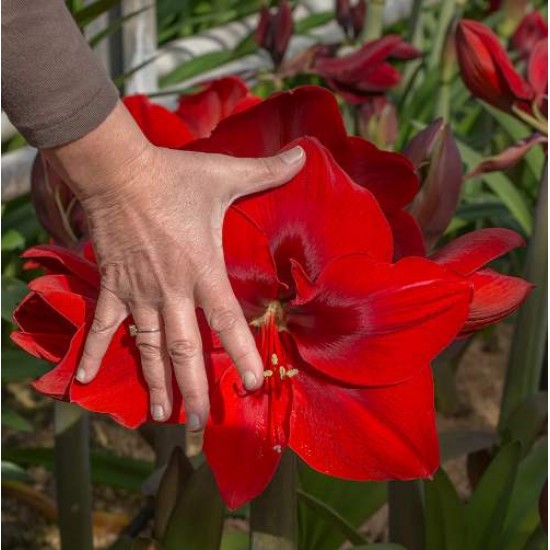 Bulbi hippeastrum (amaryllis) Red Cream (Queen) - 1 bucată, circumf. 34/36 cm, flori URIAȘE Bulbi hippeastrum (amaryllis) Red Cream (Queen) - 1 bucată, circumf. 34/36 cm, flori URIAȘE