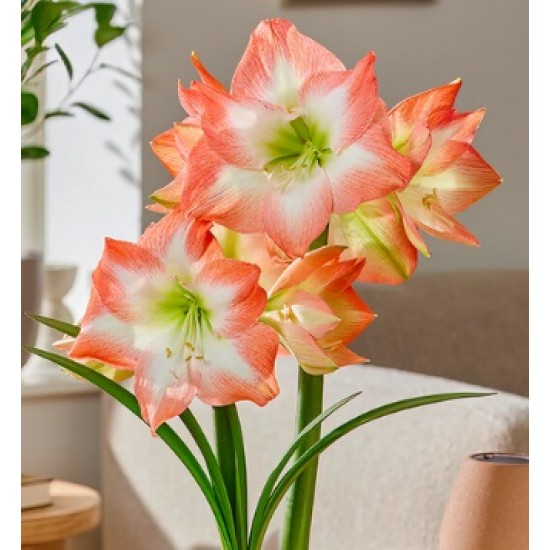 Bulbi hippeastrum (amaryllis) Shine Dream - 1 bucată Bulbi hippeastrum (amaryllis) Shine Dream - 1 bucată