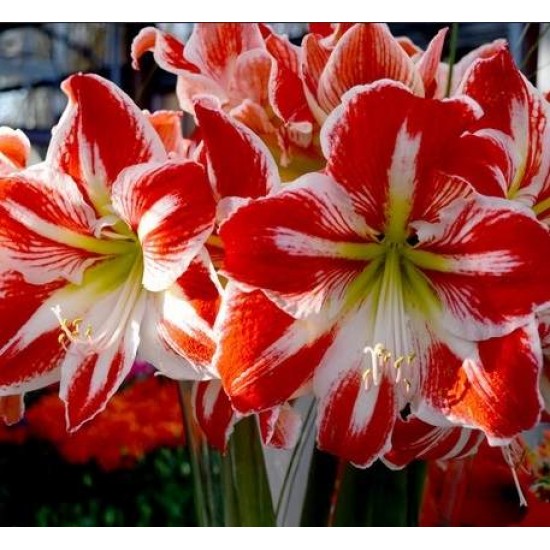 Bulbi hippeastrum (amaryllis) Spartacus - 1 bucată Bulbi hippeastrum (amaryllis) Spartacus - 1 bucată