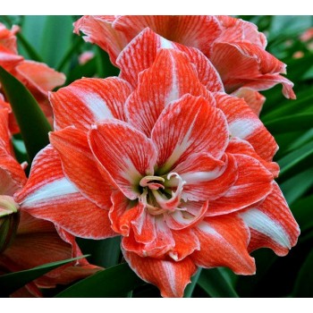 Bulbi hippeastrum (amaryllis) Sunshine Nymph - 1 bucată