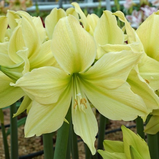 Bulbi hippeastrum (amaryllis) Yellow Star - 1 bucată, culoare reala (galben pal), flori MARI!