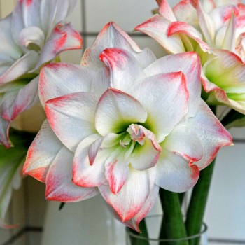 Bulbi hippeastrum (amaryllis) Amadeus Candy - 1 bucată