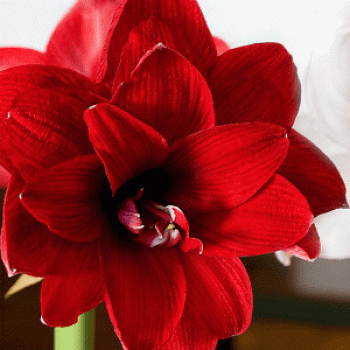 Bulbi hippeastrum (amaryllis) Double Dragon - 1 bucată