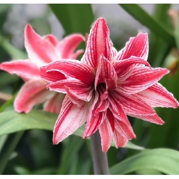 Bulbi hippeastrum (amaryllis) Doublet - 1 bucată