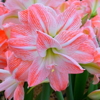 Bulbi hippeastrum (amaryllis) Giant Amadeus - 1 bucată