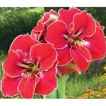 Bulbi hippeastrum (amaryllis) Magical Touch - 1 bucată