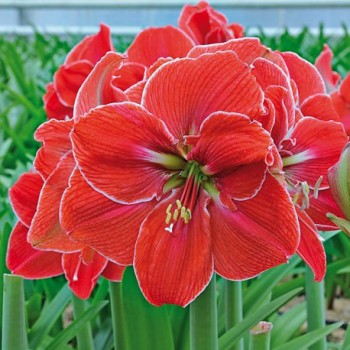 Bulbi hippeastrum (amaryllis) Magical Touch - 1 bucată