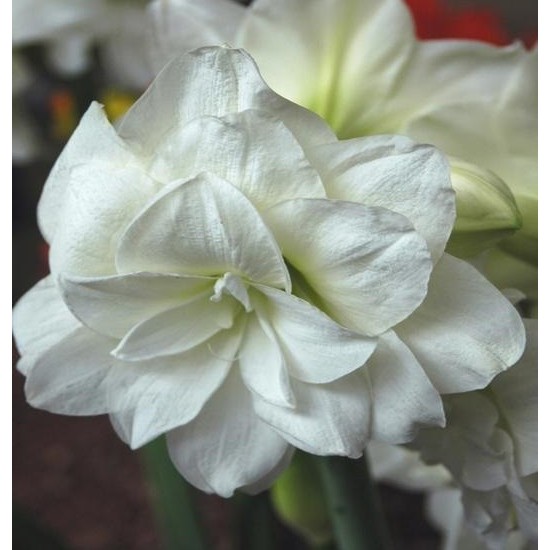 Bulbi hippeastrum (amaryllis) Marilyn - 1 bucată, circumferința 22/26 cm