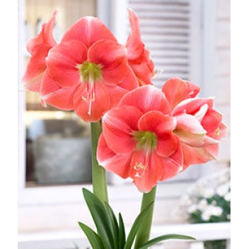 Bulbi hippeastrum (amaryllis) Rosalie - 1 bucată