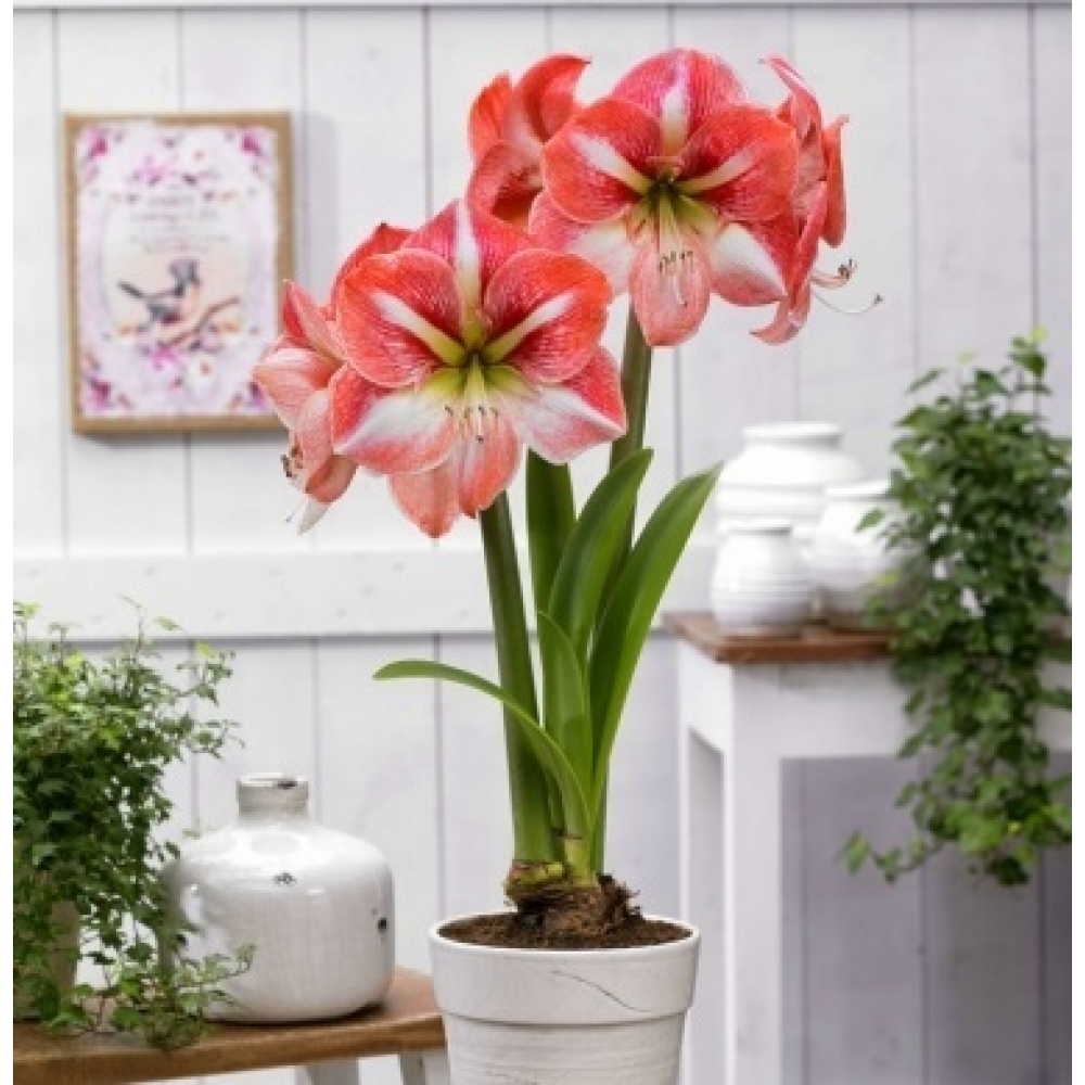 Bulbi hippeastrum (amaryllis) Winter Delight 1 bucată
