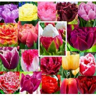 Pachet 51 bulbi lalele "Curcubeu in gradina", doar bulbi MARI, minimum 10 soiuri diferite