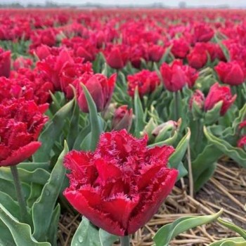 Bulbi lalele Cranberry Thistle - Pachet 5 bucăți