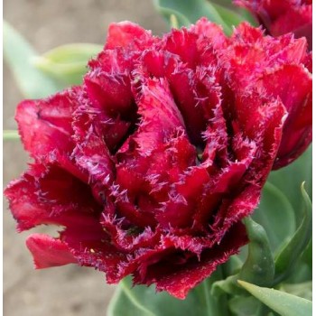 Bulbi lalele Cranberry Thistle - Pachet 5 bucăți