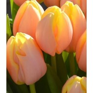 Bulbi lalele Mango Charm - Pachet 5 bucăți Bulbi lalele Mango Charm - Pachet 5 bucăți