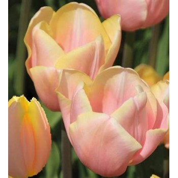 Bulbi lalele Mango Charm - Pachet 5 bucăți Bulbi lalele Mango Charm - Pachet 5 bucăți