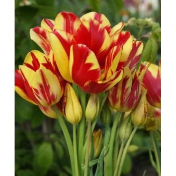 Bulbi lalele Wonder Club - Pachet 5 bucăți