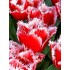 Bulbi lalele New Santa - Pachet 5 bucăți, bulbi mari, 12/+ Bulbi lalele New Santa - Pachet 5 bucăți, bulbi mari, 12/+