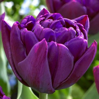 Bulbi lalele Python - Pachet 5 bucăți Bulbi lalele Python - Pachet 5 bucăți