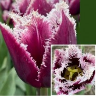 Bulbi lalele San Martin - Pachet 5 bucăți, bulbi mari, 12/+ Bulbi lalele San Martin - Pachet 5 bucăți, bulbi mari, 12/+