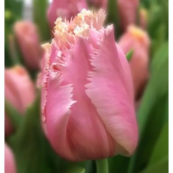 Bulbi lalele Heartbeat - Pachet 5 bucăți, bulbi mari, 12/+