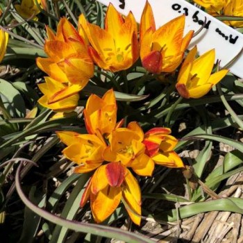 Bulbi lalele Jara - Pachet 5 bucăți