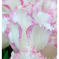 Bulbi lalele Lady Smile - Pachet 5 bucăți, bulbi mari, 12/+ Bulbi lalele Lady Smile - Pachet 5 bucăți, bulbi mari, 12/+