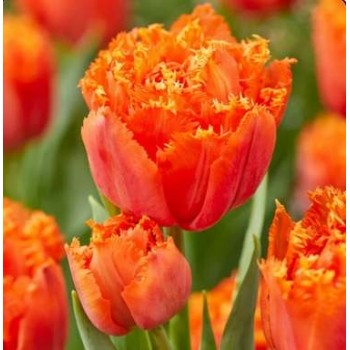 Bulbi lalele Orange Passion - Pachet 5 bucăți Bulbi lalele Orange Passion - Pachet 5 bucăți