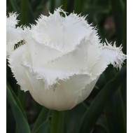 Bulbi lalele Smirnoff - Pachet 5 bucăți, bulbi mari, 12/+ Bulbi lalele Smirnoff - Pachet 5 bucăți, bulbi mari, 12/+