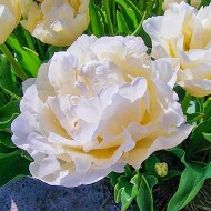 Bulbi lalele Verona Ice - Pachet 5 bucăți, bulbi mari, 12/+ Bulbi lalele Verona Ice - Pachet 5 bucăți, bulbi mari, 12/+