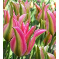 Bulbi lalele Virichic - Pachet 5 bucăți