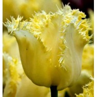 Bulbi lalele Rebellious Yellow - Pachet 5 bucăți, bulbi mari, 12/+ Bulbi lalele Rebellious Yellow - Pachet 5 bucăți, bulbi mari, 12/+