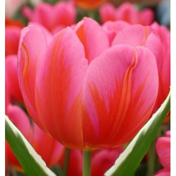 Bulbi lalele Aphrodite - Pachet 5 bucăți, bulbi mari, 12/+ Bulbi lalele Aphrodite - Pachet 5 bucăți, bulbi mari, 12/+