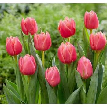 Bulbi lalele Apricot Double Symbiose - Pachet 5 bucăți