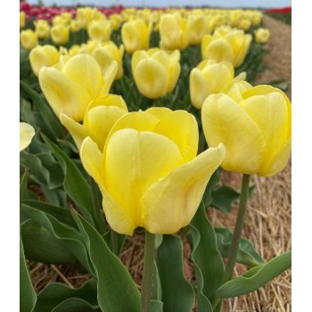 Bulbi lalele Avocado - Pachet 5 bucăți Bulbi lalele Avocado - Pachet 5 bucăți