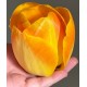Bulbi lalele Chongming Love - Pachet 5 bucăți, bulbi mari, 12/+, FLORI MARI