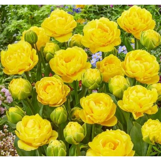Bulbi lalele Golden Jewel - Pachet 5 bucăți