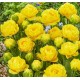 Bulbi lalele Golden Jewel - Pachet 5 bucăți
