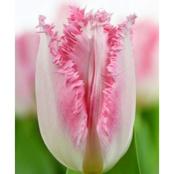 Bulbi lalele Haiti - Pachet 5 bucăți, bulbi mari, 12/+ Bulbi lalele Haiti - Pachet 5 bucăți, bulbi mari, 12/+