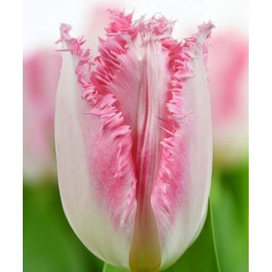 Bulbi lalele Haiti - Pachet 5 bucăți, bulbi mari, 12/+ Bulbi lalele Haiti - Pachet 5 bucăți, bulbi mari, 12/+