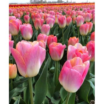 Bulbi lalele Kunyun - Pachet 5 bucăți, bulbi mari, 12/+ Bulbi lalele Kunyun - Pachet 5 bucăți, bulbi mari, 12/+