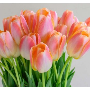 Bulbi lalele Kunyun - Pachet 5 bucăți, bulbi mari, 12/+ Bulbi lalele Kunyun - Pachet 5 bucăți, bulbi mari, 12/+