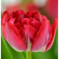 Bulbi lalele Magic Price - Pachet 5 bucăți Bulbi lalele Magic Price - Pachet 5 bucăți