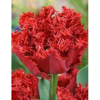 Bulbi lalele Mi Amor - Pachet 5 bucăți, bulbi mari, 12/+ Bulbi lalele Mi Amor - Pachet 5 bucăți, bulbi mari, 12/+