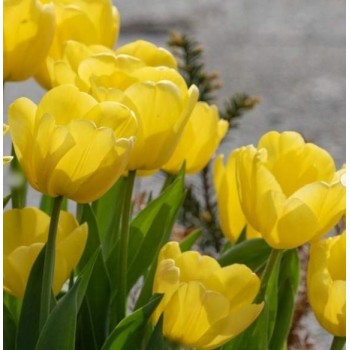 Bulbi lalele Novi Sun - Pachet 5 bucăți, bulbi FOARTE MARI, circumferința 14/+ !!! Bulbi lalele Novi Sun - Pachet 5 bucăți, bulbi FOARTE MARI, circumferința 14/+ !!!