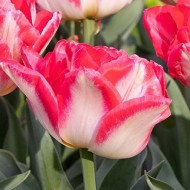 Bulbi lalele Pink Delight - Pachet 5 bucăți