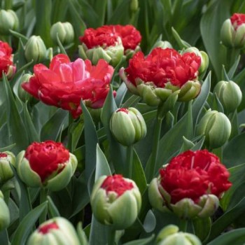 Bulbi lalele Promiss - Pachet 5 bucăți Bulbi lalele Promiss - Pachet 5 bucăți