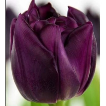 Bulbi lalele Python - Pachet 5 bucăți Bulbi lalele Python - Pachet 5 bucăți